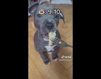 Person feed different food to grey puppy