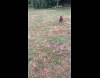 Brown dog runs around backyard people laugh 