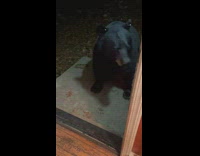 Collab Clips MPUGC - Black bear closes house door