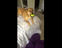 Collab Kale Salad IG - Dogs drop tennis balls off bed