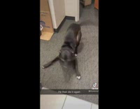 Dog puppy eyes and then shaking on floor 