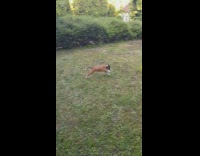 Brown white dog chases yellow frisbee grass