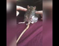 Person finger tickle sleepy rat on bed
