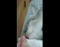 Owners Teases Asleep Cat with Food Treat