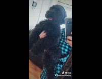 Small black dog gets haircut mirror phone 