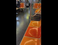 Pigeon Walks Inside Train while it Waits