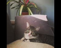 Brown white cat stays still frozen stares