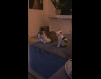 Tiny kitten on couch next to cat 