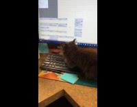 Collab BitchMP - Cat scratching keyboard 