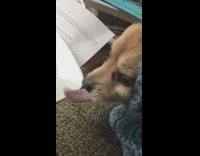 dog blue knit sweater cheese on plate