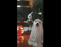Dog with ghost sheet costume poses for picture in front of halloween decorations