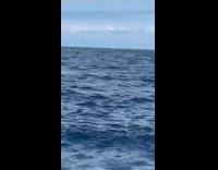 Guy climbs on boat swims near shark