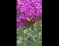 Bee wasp on purple flowers green leaf