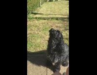 Black dog catches eats cucumber slice backyard 