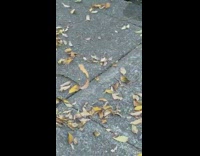 Dried leaf float in the air street