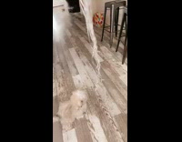 Small white dog bites star balloon strings 