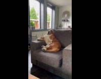 Basset hound dog sits comfortably on couch