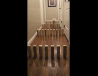White Dog Jumps Wooden Dominoes In Slow Mo In Hallway