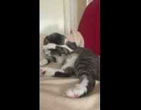 Pet cat licks and cleans its own body Part 1