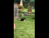 Collab WINY - Wild skunk roam around on the cemetery 