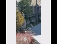 Big white dog waits owner dances silver