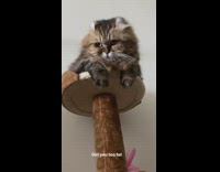 Cat perched on top of small platform on scratch post
