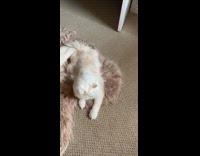 White cat chases light sun beam reflection 