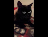 Black cat with disney character eyes filter