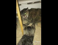 Old cat doesnt like new kitten cat 