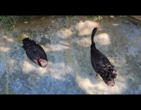 Black swans swims and asks for food