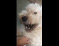 Purple robe girl pets brown dog teeth