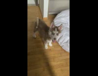 Brown white husky puppy dog whines grumbles 